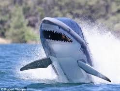 images_042